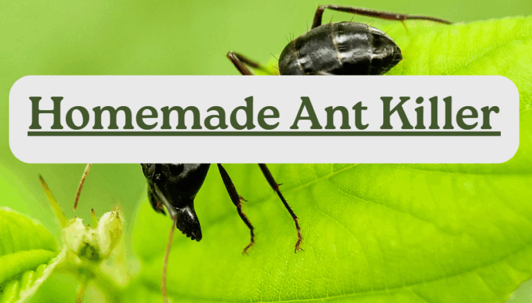 Homemade Ant Killer